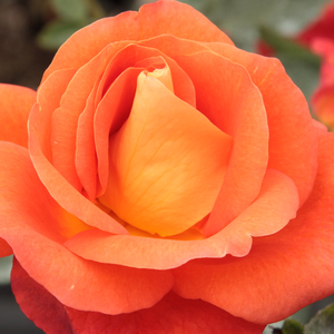 Vrtnice v spletni trgovini - Park - grm vrtnice - oranžna - Rosa Lydia® - Vrtnica intenzivnega vonja - Reimer Kordes - Cvetovi so oranžno rdeči, sestavljeni iz približno 42 cvetnih listov in imajo malo vonja. Cvetovi so zelo veliki premera 10 cm.